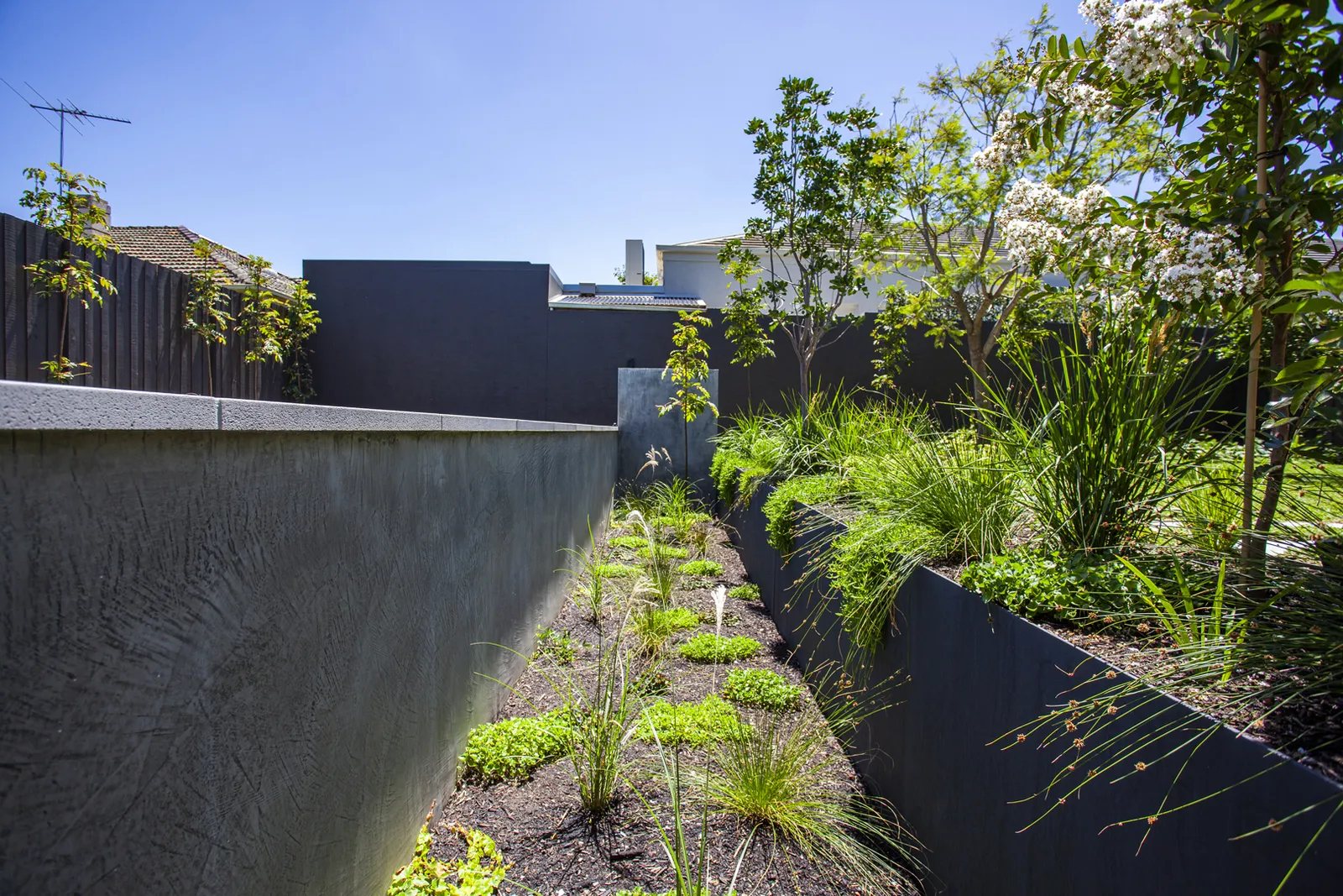 Landscaped garden beds with ornamental grasses and dark rendered boundary walls under blue sky